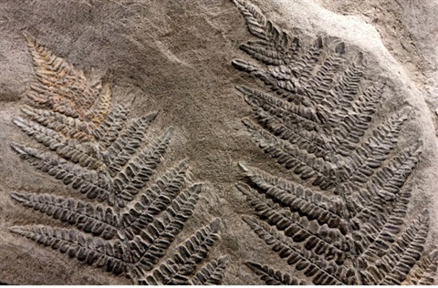 Esk-fossils-Website.jpg