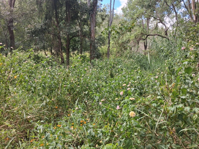 Lantana.jpg