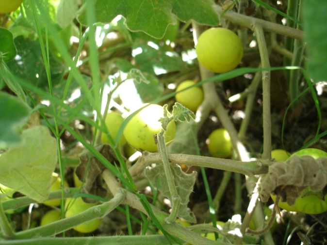 Tropical-soda-apple-fruit.jpg