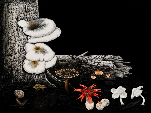 ‘Habitat 1’, scratchboard artwork by Cassandra Hodgins.