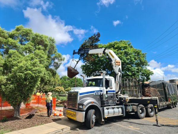 Three fully grown trees were planted in Yowie Park on Tuesday, 14 January.