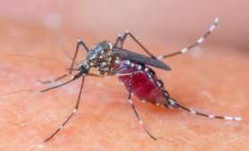 Mosquito with blood meal